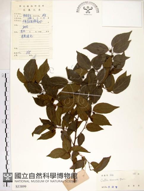 朴樹藏品圖，第1張