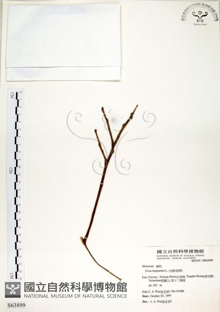 白榕、垂榕藏品圖，第1張