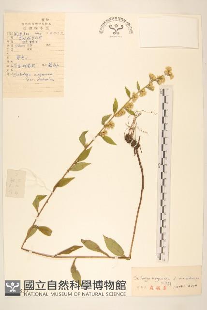 興安一枝黃花藏品圖，第1張