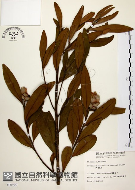 大頭茶藏品圖，第1張