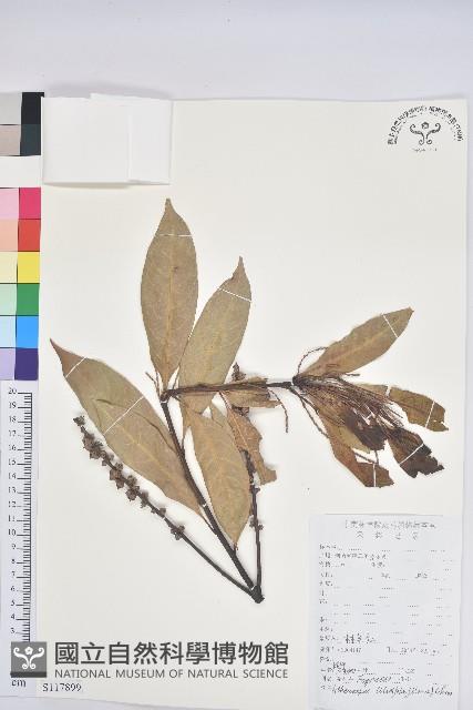 橿葉柯藏品圖，第1張