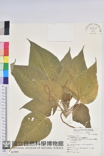 紅頭鐵莧、蘭嶼鐵莧藏品圖，第1張