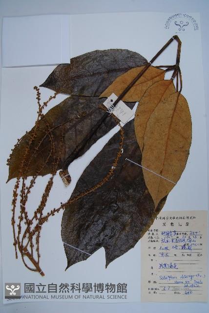 穗序鵝掌柴藏品圖，第1張