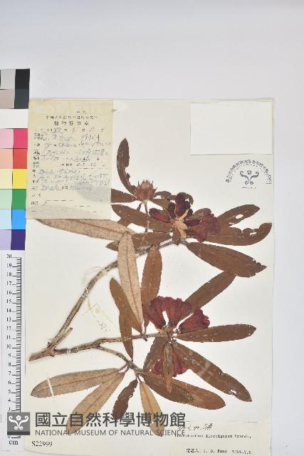 綿毛杜鵑藏品圖，第1張