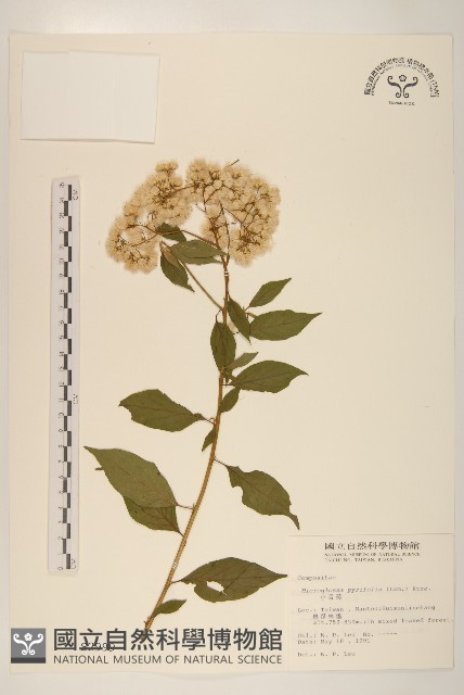 小舌菊、蔓綿菜藏品圖，第1張