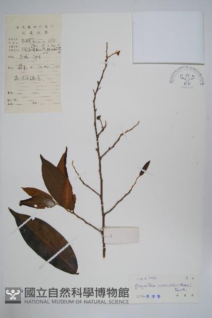 細基丸藏品圖，第1張