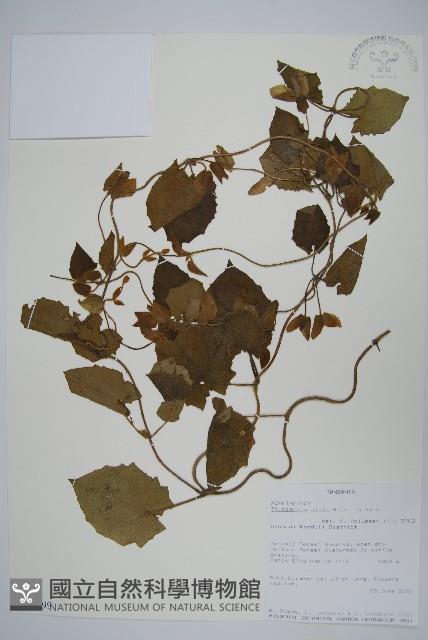 黑眼花藏品圖，第1張