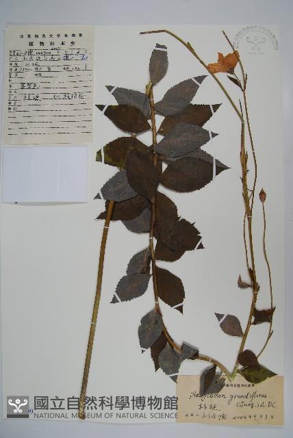 桔梗藏品圖，第1張