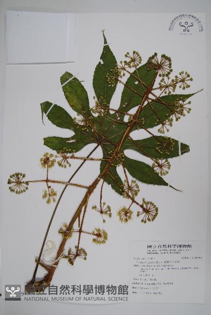 臺灣八角金盤藏品圖，第1張