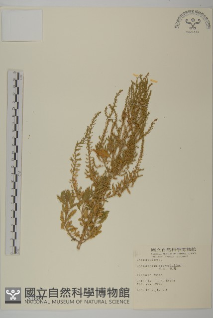 臭杏、土荊芥藏品圖，第1張