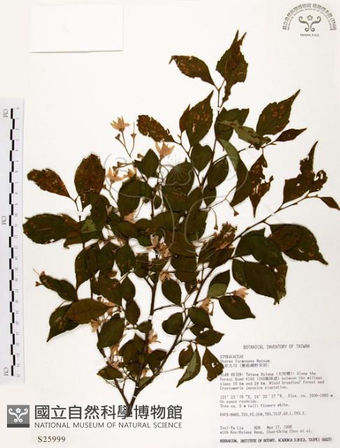 烏皮九芎、奮起湖野茉莉藏品圖，第1張