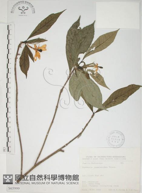 山黃梔藏品圖，第1張