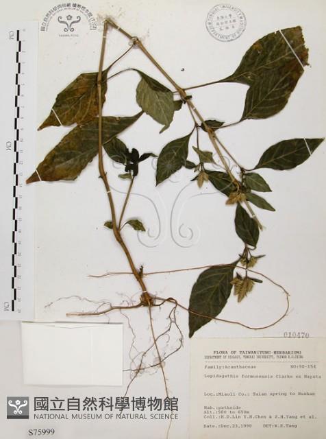 臺灣鱗球花藏品圖，第1張