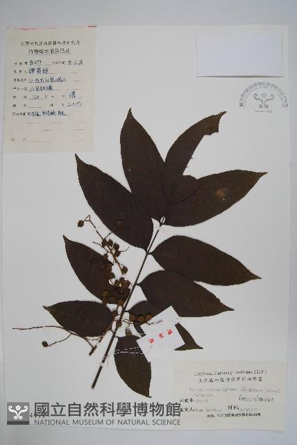 木蜡樹、野漆樹藏品圖，第1張