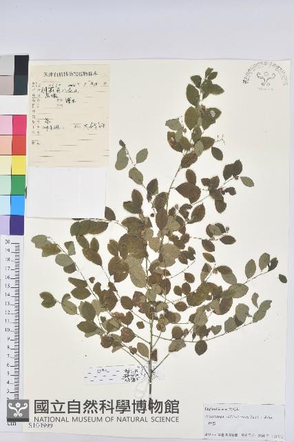 葉底珠、市蔥密花葉底珠藏品圖，第1張