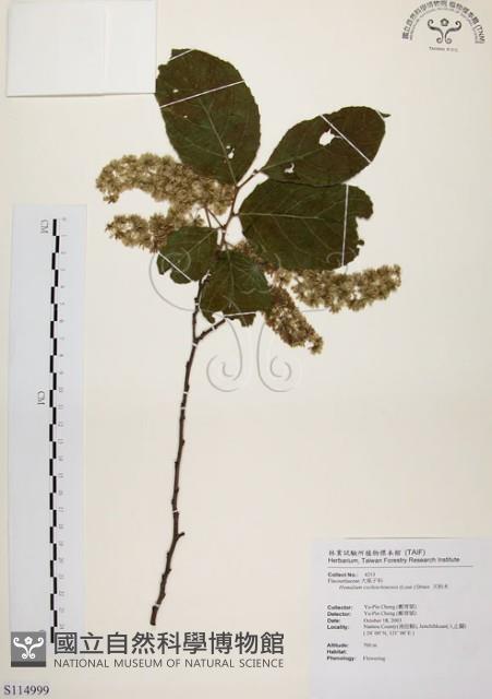 天料木藏品圖，第1張