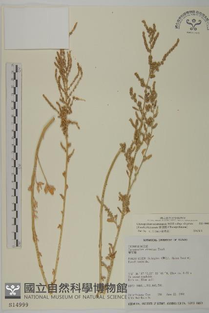 變葉藜藏品圖，第1張