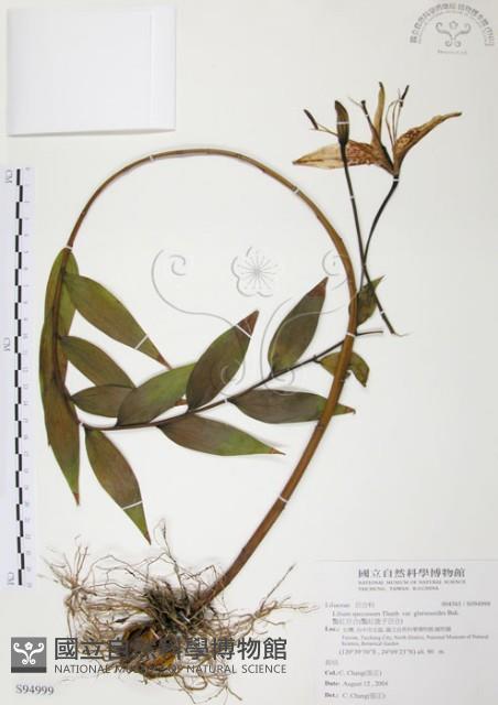 豔紅百合、豔紅鹿子百合藏品圖，第1張