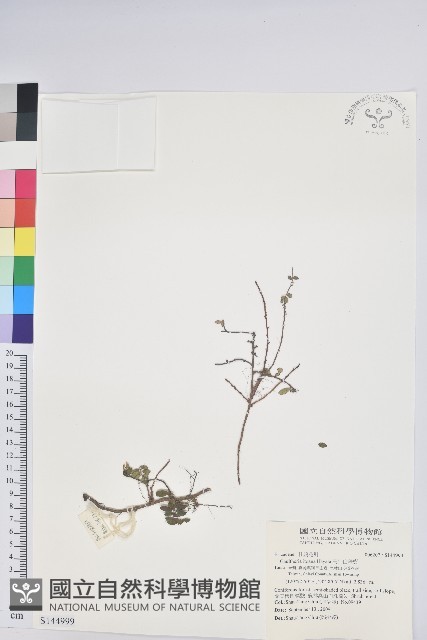 高山白珠樹藏品圖，第1張