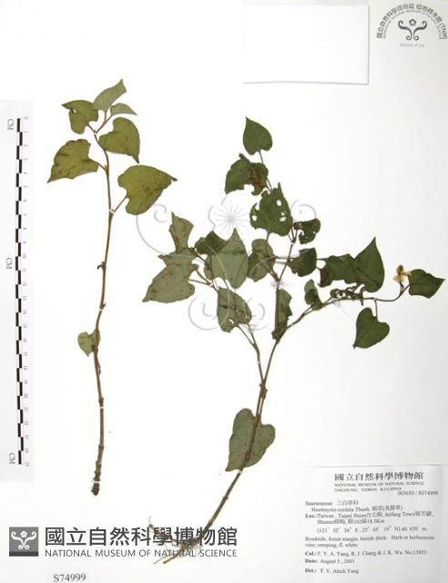 臭腥草、蕺菜藏品圖，第1張