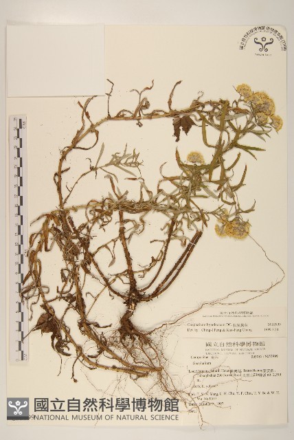 秋鼠麴草藏品圖，第1張