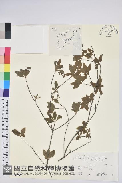 登錄號:S107999藏品圖，第1張