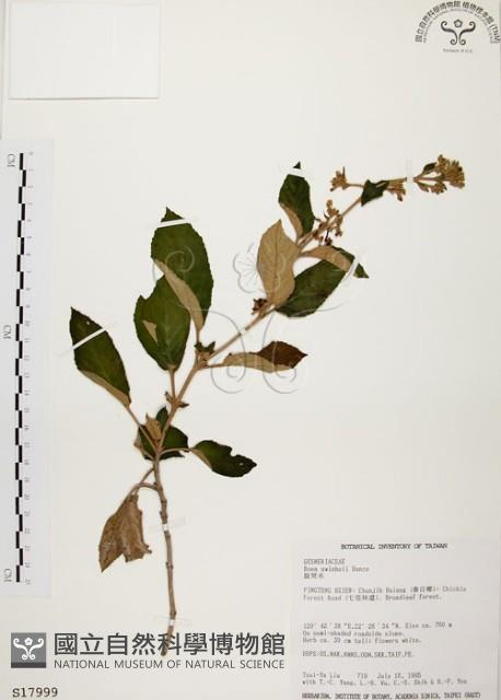 旋莢木藏品圖，第1張