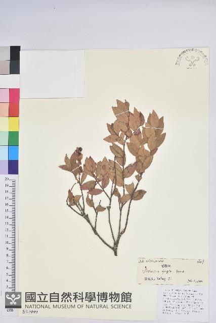 老鴉炮藏品圖，第1張