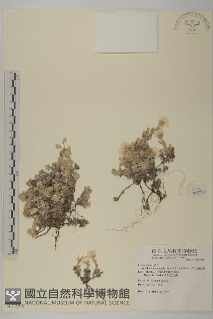 尼泊爾籟簫藏品圖，第1張