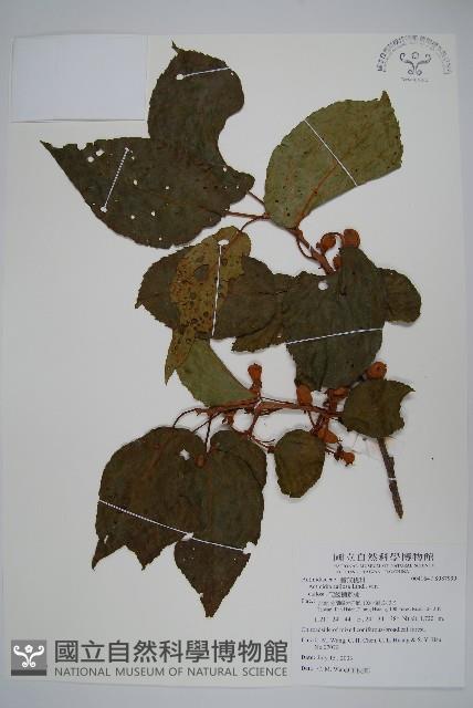 硬齒獼猴桃藏品圖，第1張