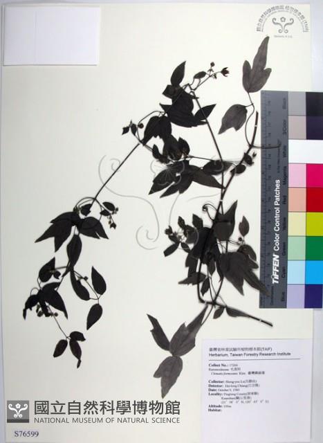 臺灣鐵線蓮藏品圖，第1張