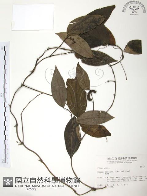 風藤藏品圖，第1張