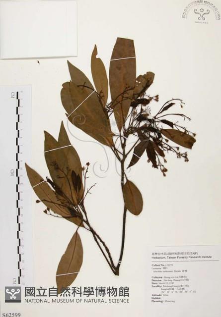 香楠藏品圖，第1張