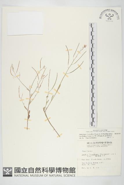 玉山筷子芥藏品圖，第1張