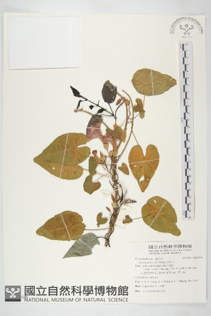 海牽牛藏品圖，第1張