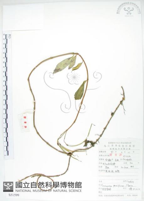 石吊蘭、吊石苣苔藏品圖，第1張