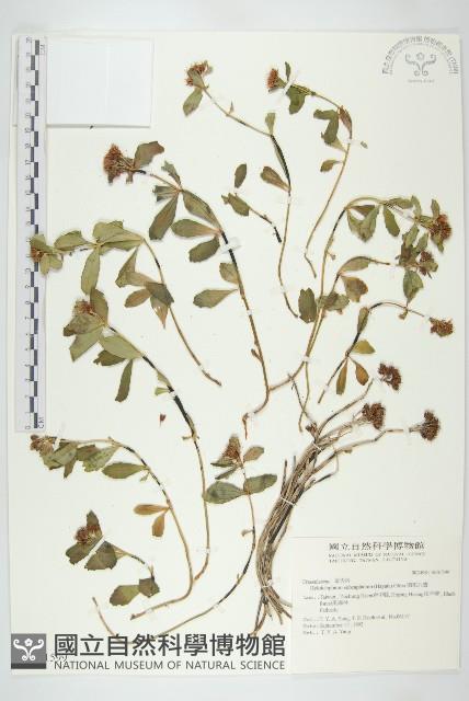 穗花八寶藏品圖，第1張