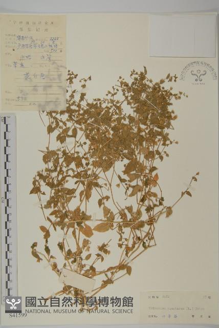 牛繁縷藏品圖，第1張