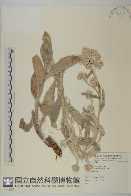 龍葵藏品圖，第1張