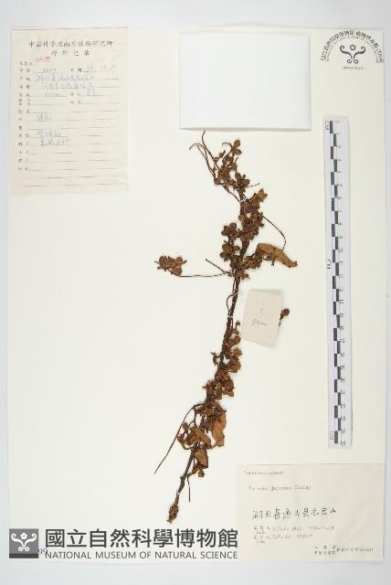 日本菟絲子藏品圖，第1張