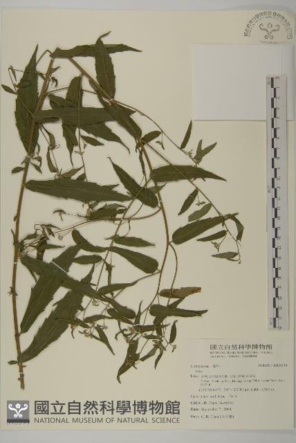 登錄號:S095599藏品圖，第1張