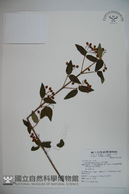 松田氏莢迷、宜昌莢迷藏品圖，第1張