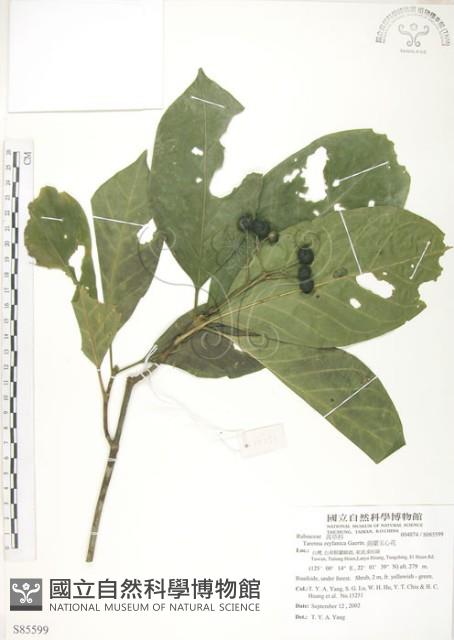 錫蘭玉心花藏品圖，第1張