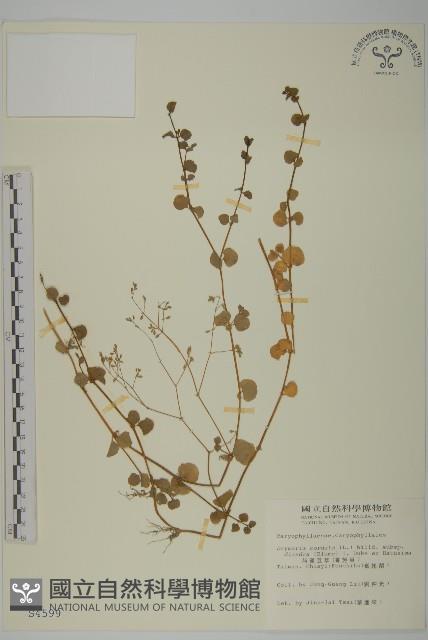 荷蓮豆草、菁芳草藏品圖，第1張