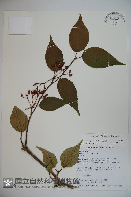 松田氏莢迷、宜昌莢迷藏品圖，第1張