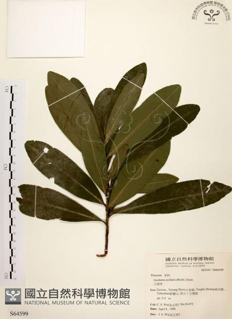 大頭茶藏品圖，第1張