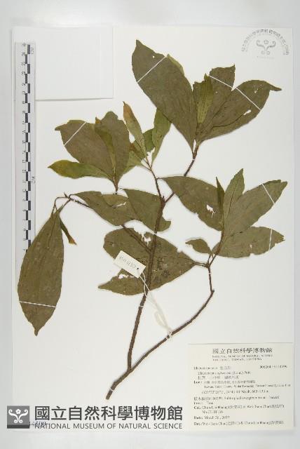 杜英、山杜英、蘭嶼杜英藏品圖，第1張