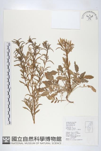 獨行菜藏品圖，第1張