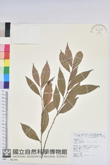 密花五月茶藏品圖，第1張