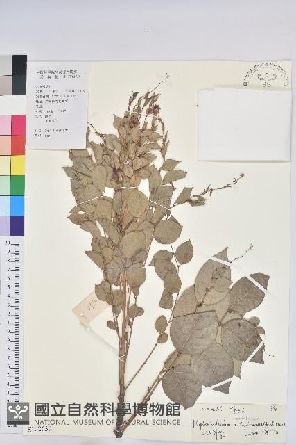 珠子木藏品圖，第1張